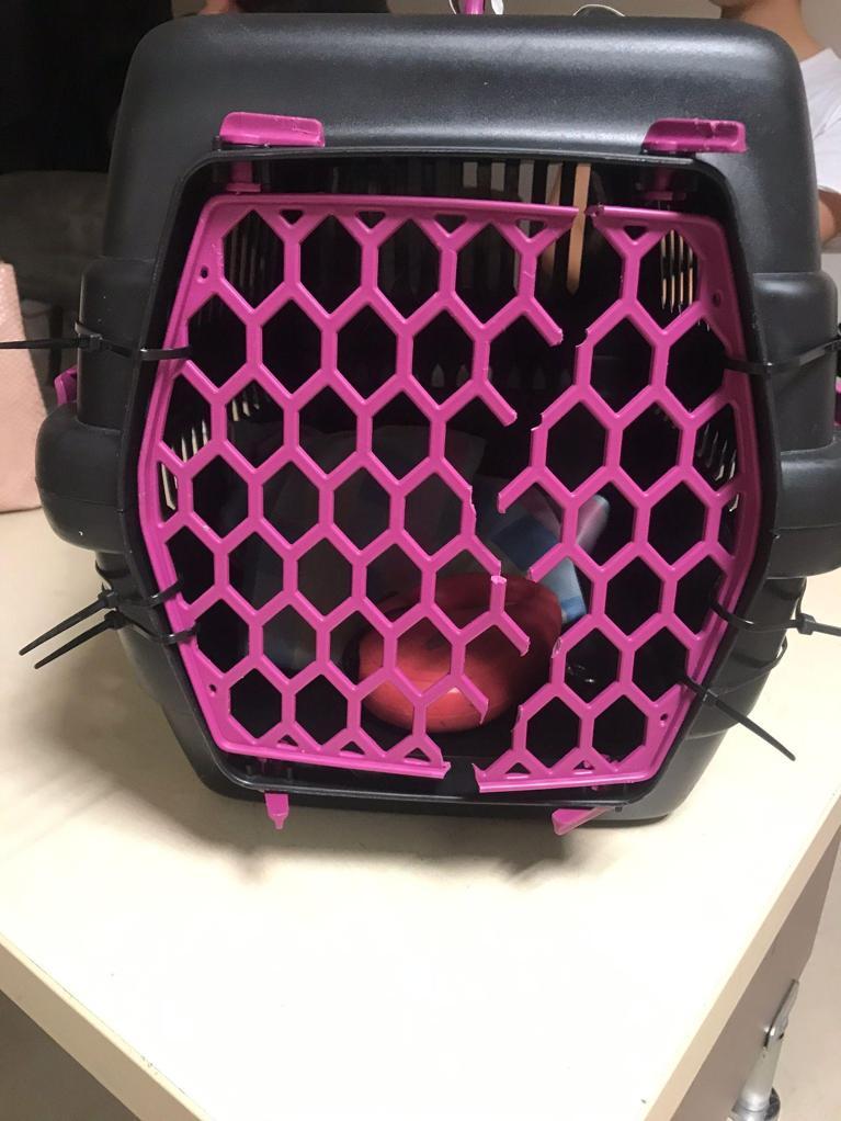 Havalimanında kaybolan kedi Aslanı, polis buldu