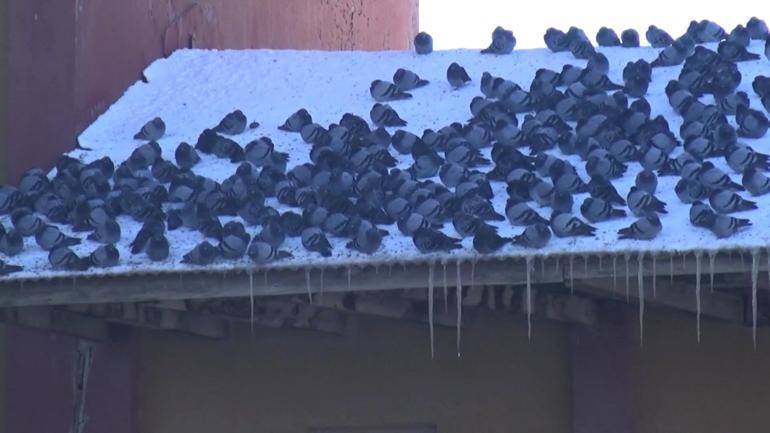 Muşta aç kalan kuşlar, yem fabrikasının çevresini sardı