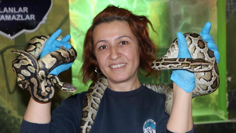 Güvenlik görevlisi olarak başladığı hayvanat bahçesinde yılan bakıcısı oldu