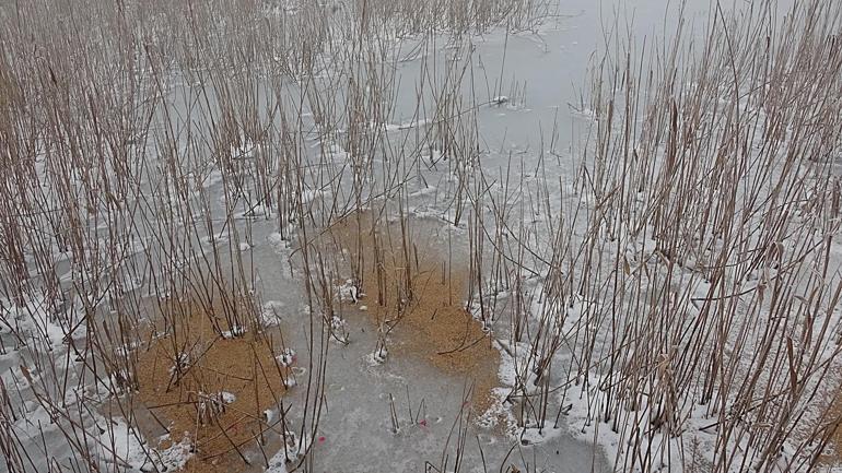Kuş cenneti Efteni Gölü, buz tuttu