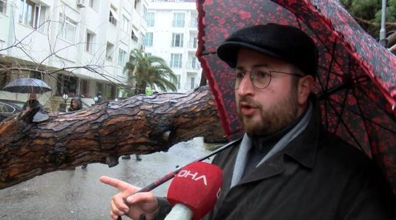 Maltepede çam ağacı devrildi, o anlar kamerada