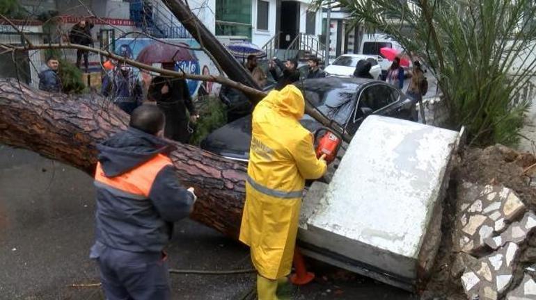 Maltepede çam ağacı devrildi, o anlar kamerada