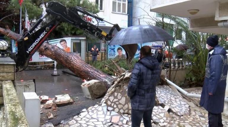 Maltepede çam ağacı devrildi, o anlar kamerada