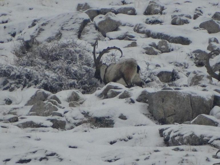 Aladağlarda yaban keçisi sayısı 2 bin 362ye yükseldi
