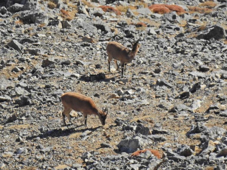 Aladağlarda yaban keçisi sayısı 2 bin 362ye yükseldi