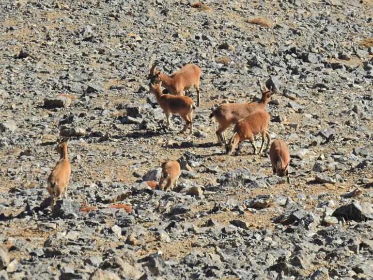 Aladağlarda yaban keçisi sayısı 2 bin 362ye yükseldi