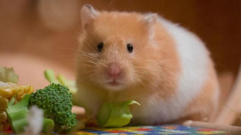 Hong Kong’da Hamsterlardan insanlara Kovid-19 virüsü bulaştı