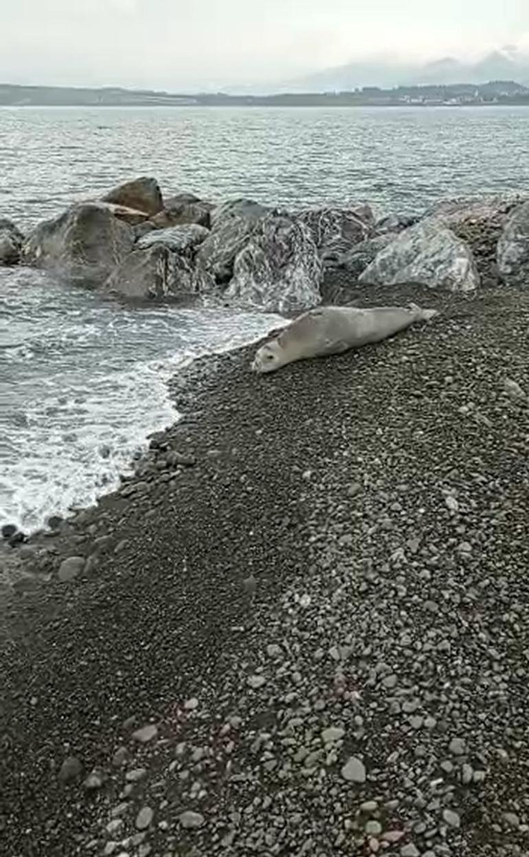 Akdeniz foku, Hatayda cep telefonuyla görüntülendi
