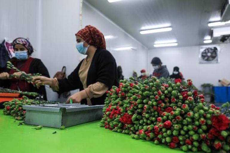 Antalyadan Avrupalı sevgililere 65 milyon dal çiçek