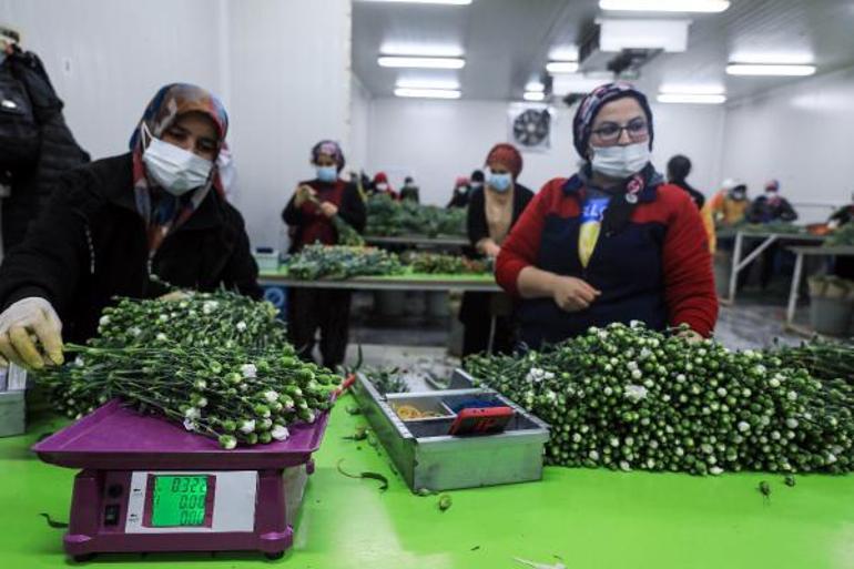 Antalyadan Avrupalı sevgililere 65 milyon dal çiçek