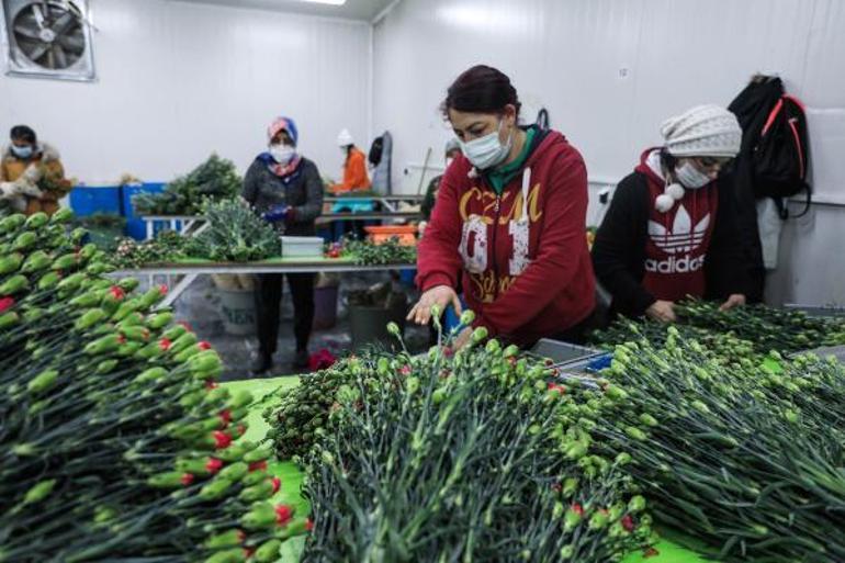 Antalyadan Avrupalı sevgililere 65 milyon dal çiçek