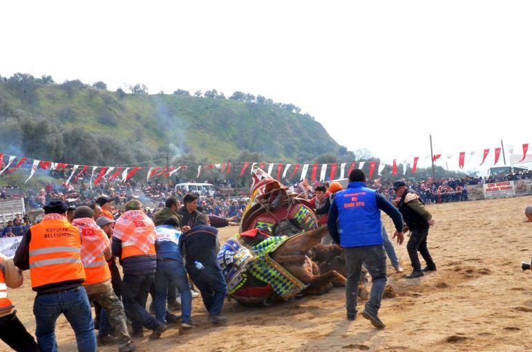 Deve güreşi festivalini binlerce kişi izledi