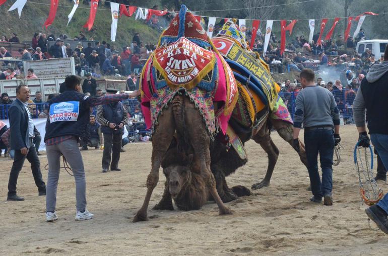 Deve güreşi festivalini binlerce kişi izledi