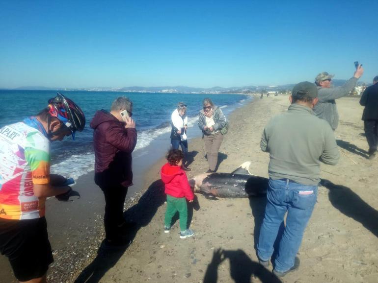 Ölü yunus ile deniz kaplumbağası sahile vurdu