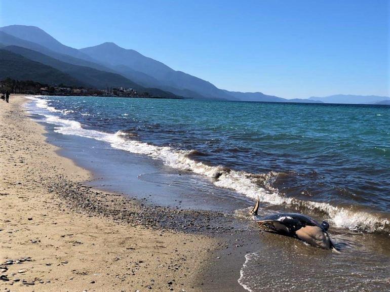 Ölü yunus ile deniz kaplumbağası sahile vurdu