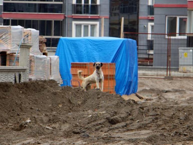 Efe, okul dönüşü köpek saldırısında başından yaralandı
