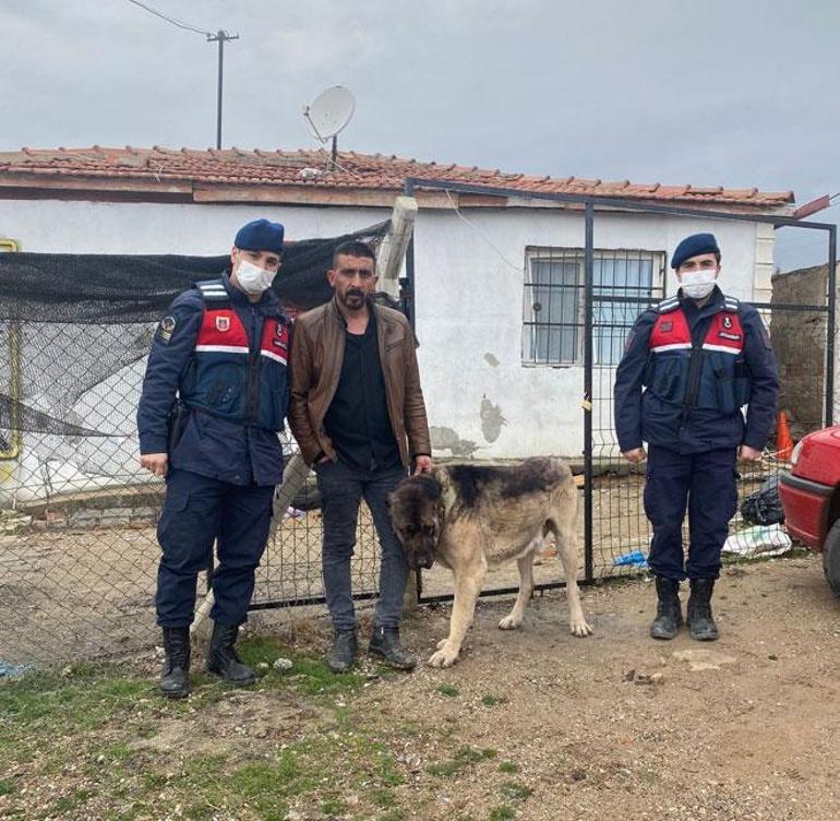 Çaldığı köpeği tanınmaması için siyaha boyayan şüpheli yakalandı