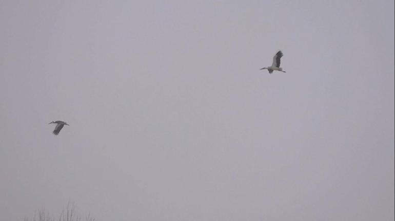 Muşa gelen leylekler, kar sürpriziyle karşılaştı