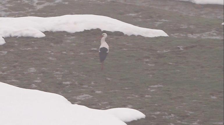 Muşa gelen leylekler, kar sürpriziyle karşılaştı