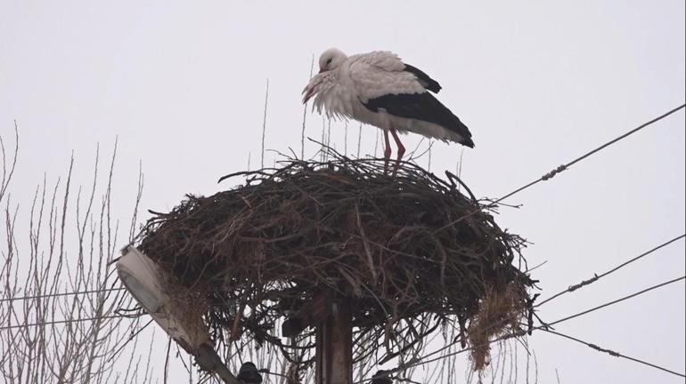 Muşa gelen leylekler, kar sürpriziyle karşılaştı