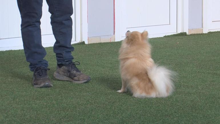 Uzmanlardan uyarı: Köpekleri yetiştirme tarzı çok kritik