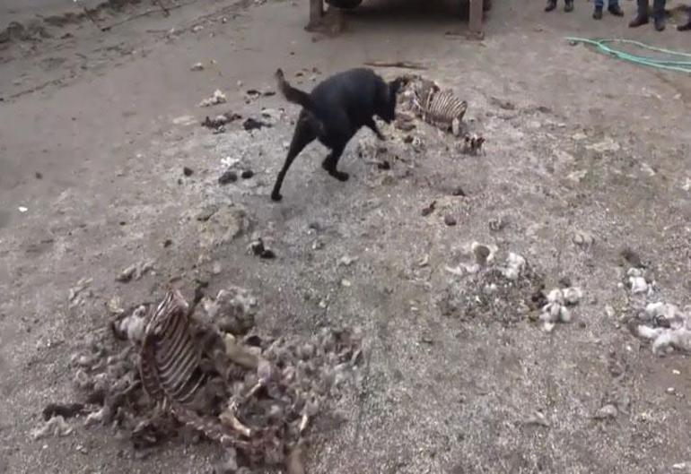 Emrahı para için öldürüp Çine gitti demişler