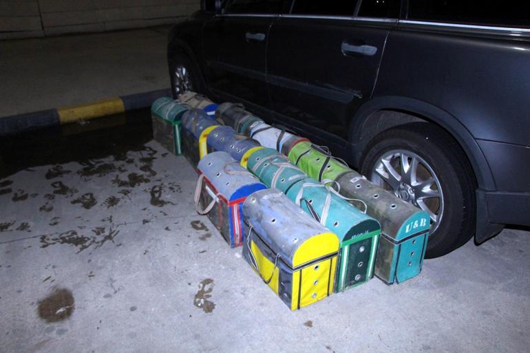 Kapıkule’de terk edilen 34 horoz ve tavuk yavrusu kurtarıldı