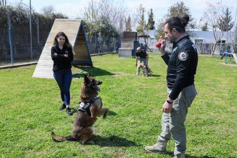 Hassas burun köpekler aslında uyuşturucuyu değil, topunu arıyor