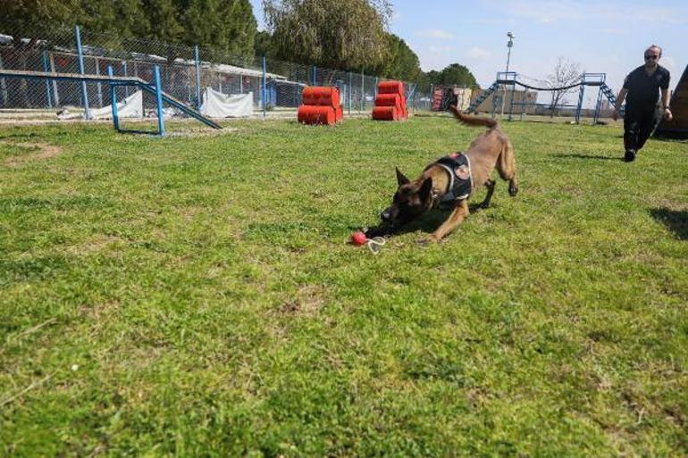 Hassas burun köpekler aslında uyuşturucuyu değil, topunu arıyor