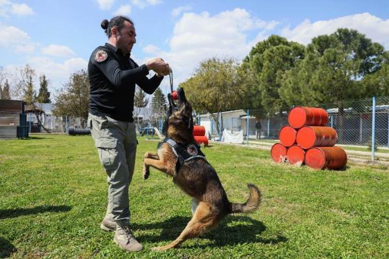 Hassas burun köpekler aslında uyuşturucuyu değil, topunu arıyor