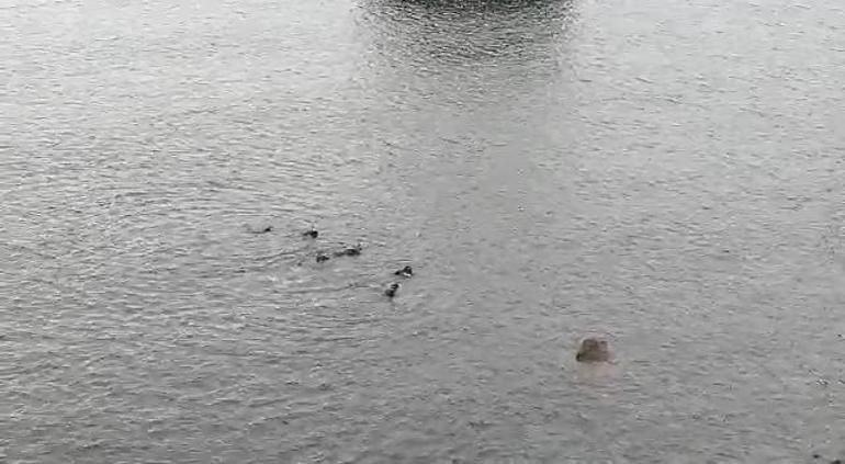 Dursun Zehir cinayetinde yeni detaylar ortaya çıktı