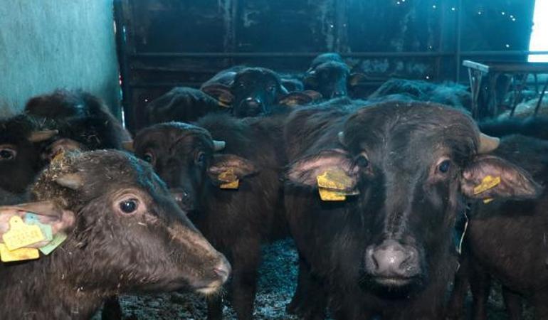 Geni geliştirilen mandaların et ve süt verimi arttı