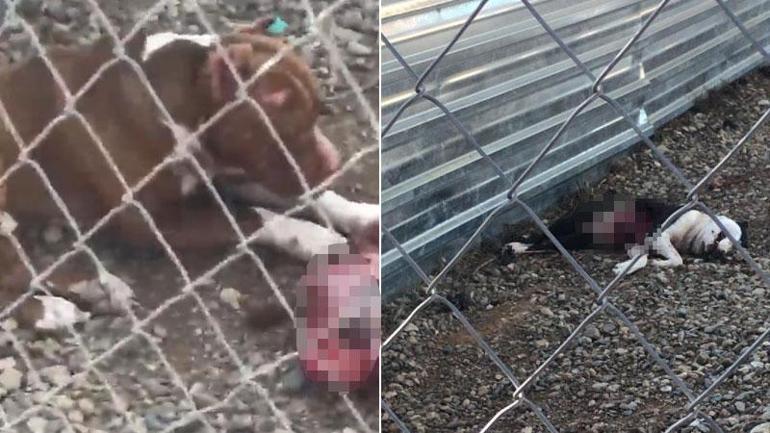 Bakım merkezinde köpeklerin açlıktan birbirini parçaladığı iddiasına soruşturma