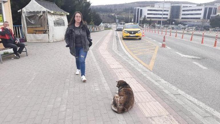 Kampüste köpek saldırısına uğradı