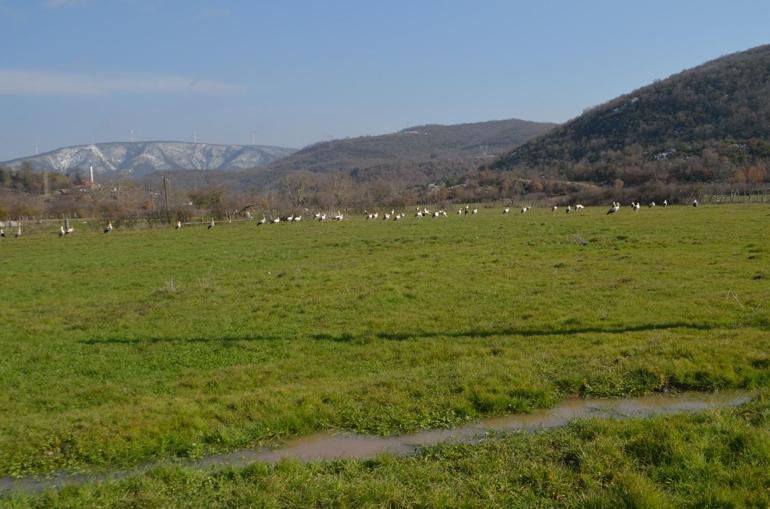 Yüzlerce leylek Savaştepede mola verdi