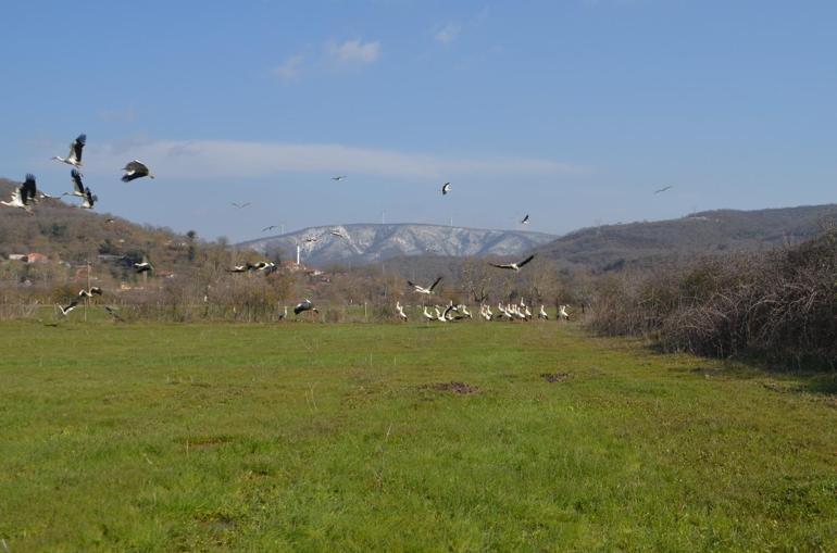 Yüzlerce leylek Savaştepede mola verdi