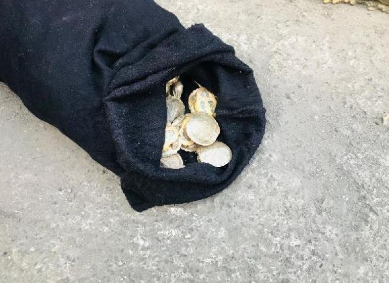 Sarp Sınır Kapısında 1100 su kaplumbağası ele geçirildi