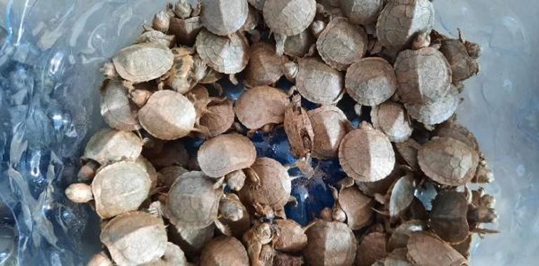 Sarp Sınır Kapısında 1100 su kaplumbağası ele geçirildi