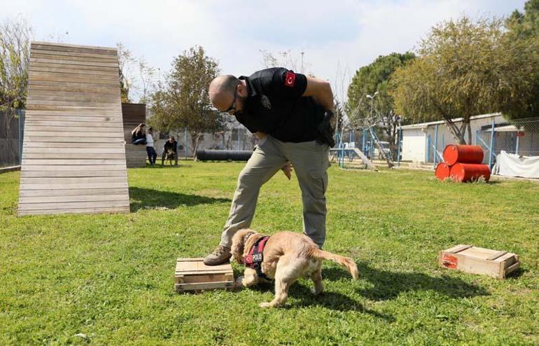 Evde süs köpeğiyken emniyette hassas burun oldu