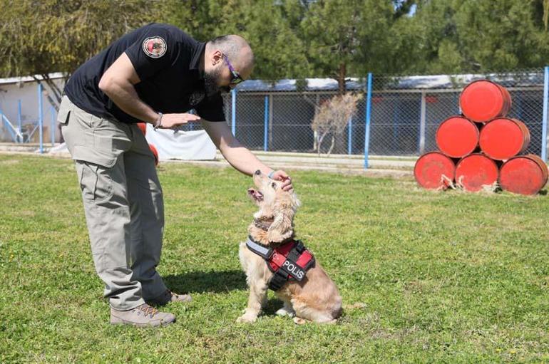 Evde süs köpeğiyken emniyette hassas burun oldu