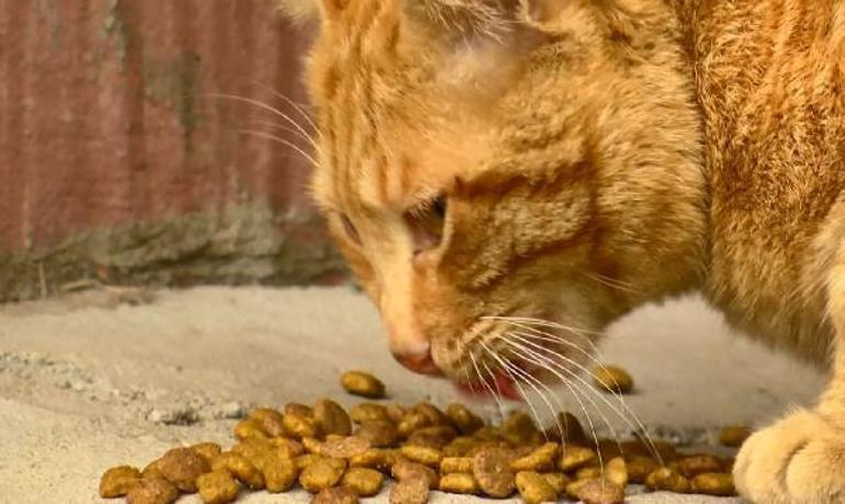 Hayvanseverleri çileden çıkaran iddia; 40 TL karşılığında çocuklara kedileri toplattı