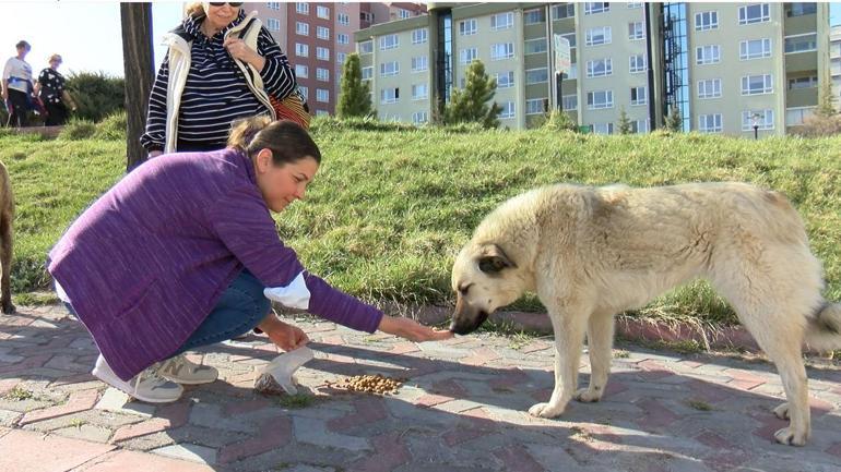 Köpeklerin zehirli etle öldürülmesine tepki