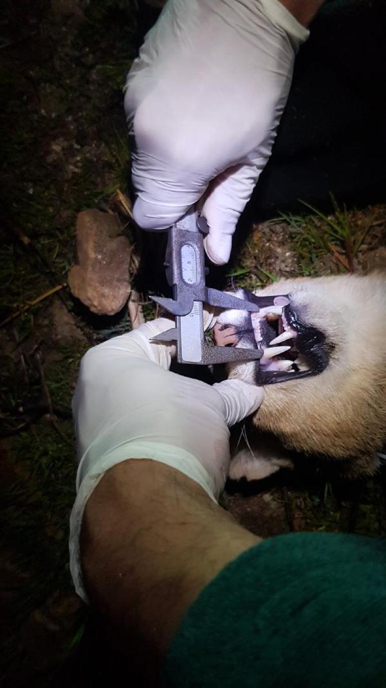 Türkiyede ikinci uydu vericili saz kedisi Serçin oldu