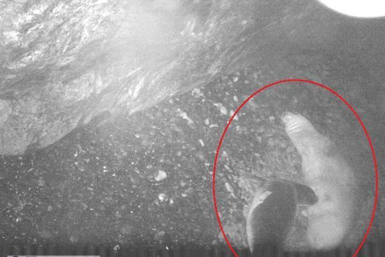 Kırmızı listedeki Akdeniz fokunun doğumu ilk kez kayıt altında