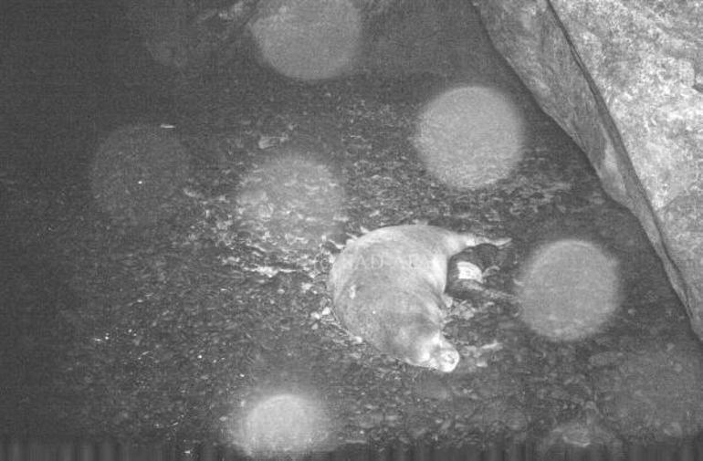 Kırmızı listedeki Akdeniz fokunun doğumu ilk kez kayıt altında