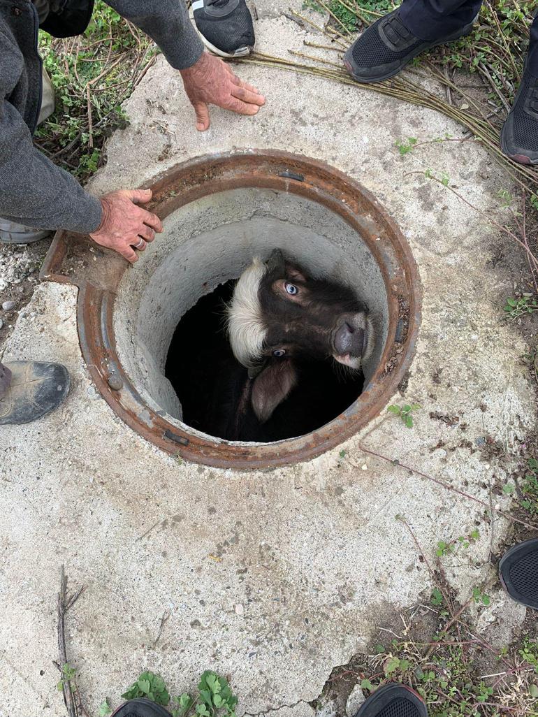 Rögara düşen yavru mandayı itfaiye kurtardı