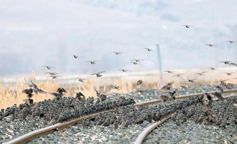 Raylar üzerindeki sığırcık sürüsünü fotoğrafladı