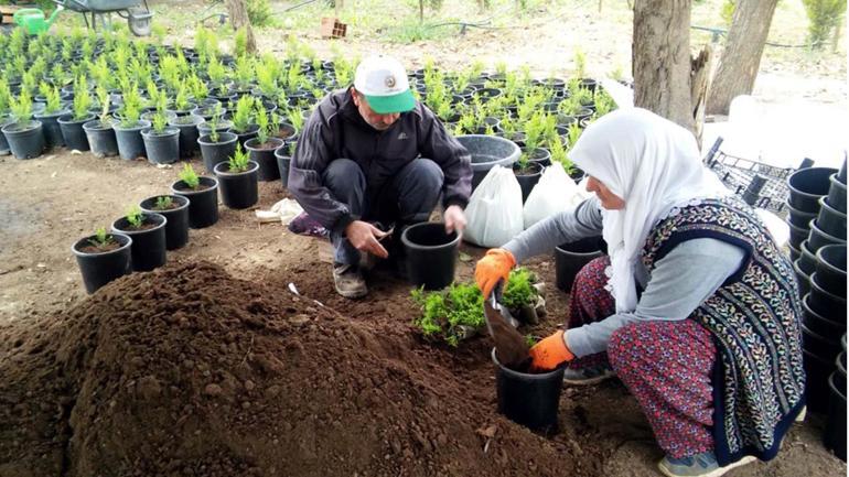 Yanan orman alanlarının yeniden yeşillendirilmesi için 2 milyon fidan