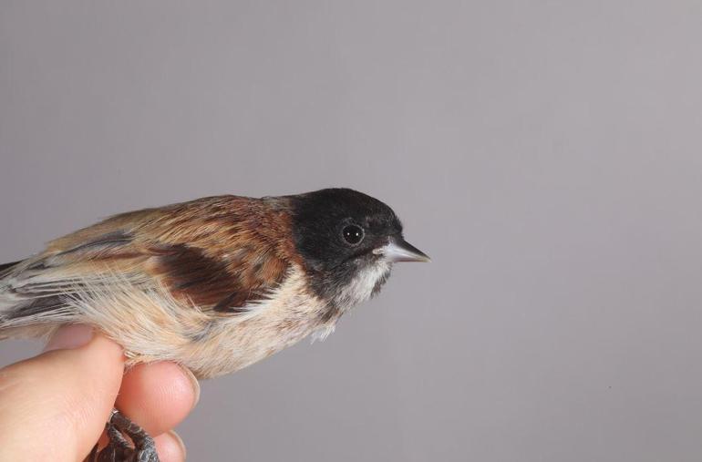 Karabaşlı çulha Türkiyede ilk kez görüldü