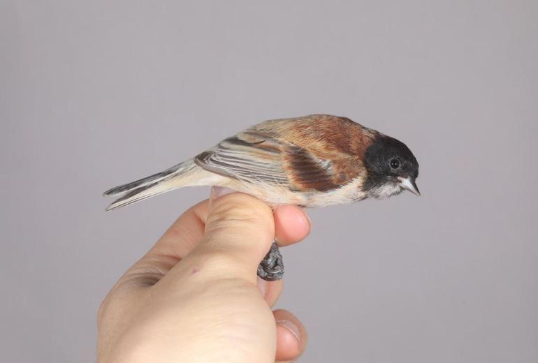 Karabaşlı çulha Türkiyede ilk kez görüldü